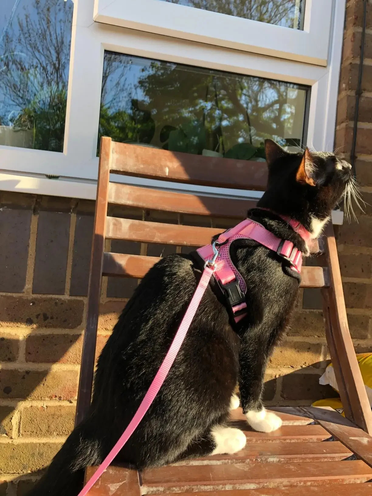 Cat Harness and Leash